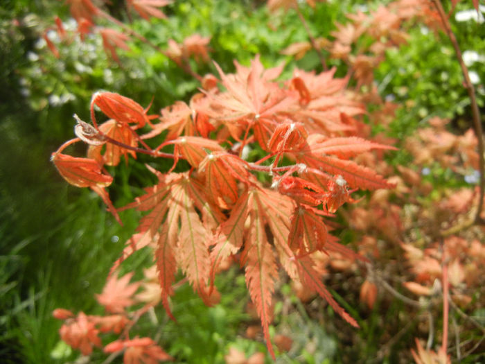 Acer palmatum Ariadne (2014, April 13)