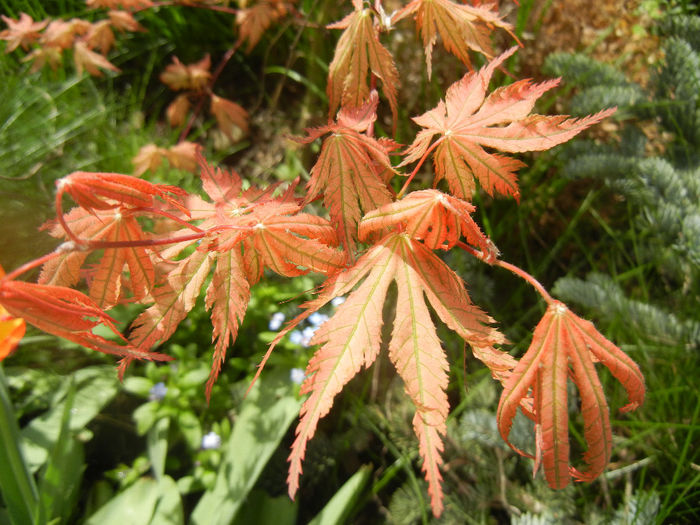 Acer palmatum Ariadne (2014, April 13)