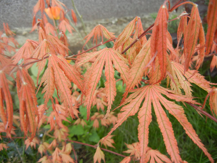 Acer palmatum Ariadne (2014, April 13) - Acer palmatum Ariadne