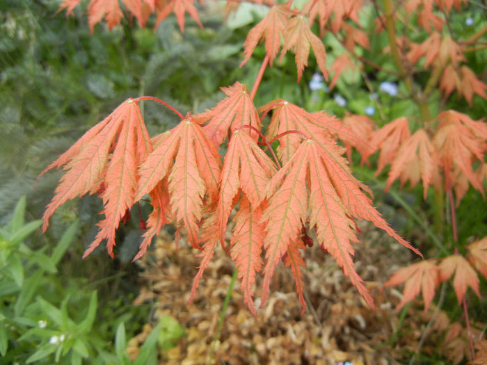 Acer palmatum Ariadne (2014, April 13) - Acer palmatum Ariadne