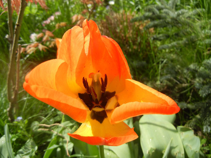 Tulipa Orange Bowl (2014, April 13)