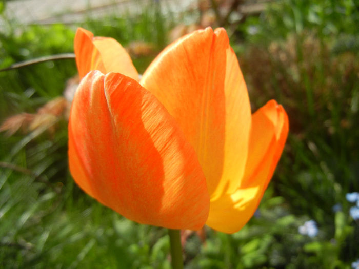 Tulipa Orange Bowl (2014, April 13)