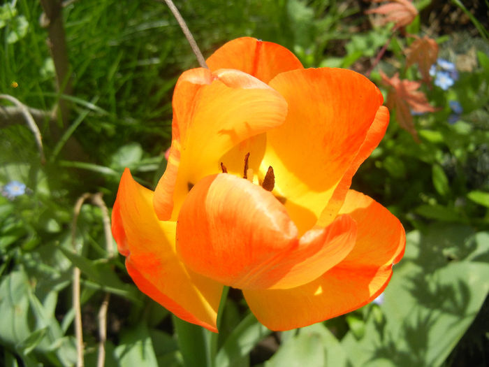 Tulipa Orange Bowl (2014, April 13) - Tulipa Orange Bowl