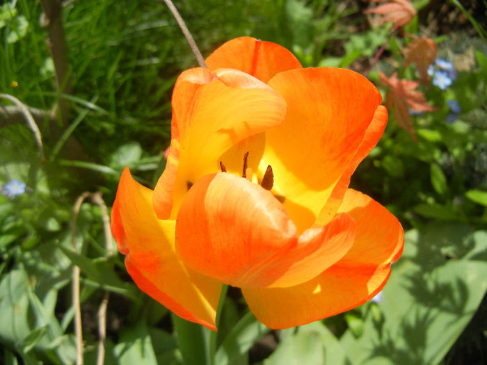 Tulipa Orange Bowl (2014, April 13)