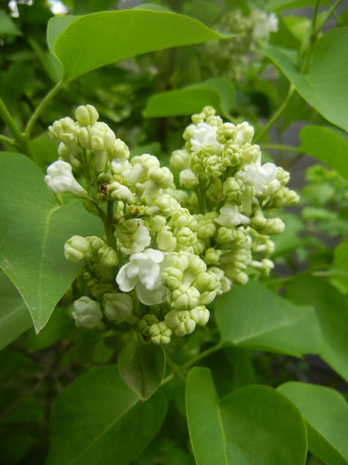 White Lilac Tree (2014, April 13) White Lilac Tree (2014, April 13)