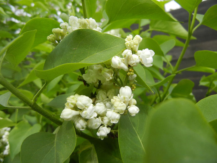 White Lilac Tree (2014, April 13) White Lilac Tree (2014, April 13)