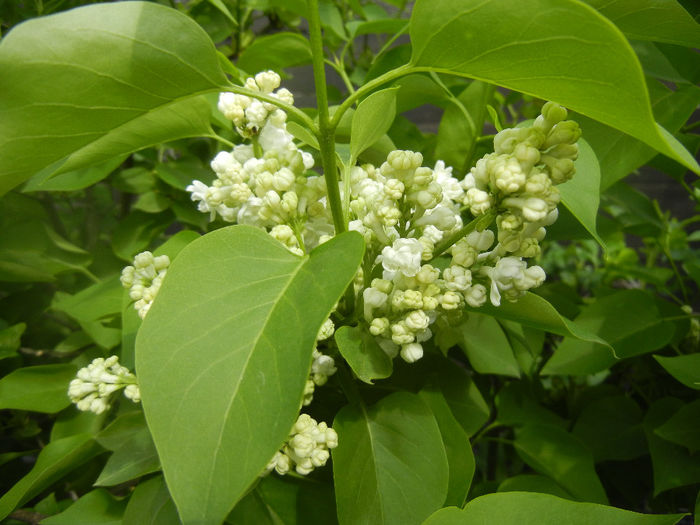 White Lilac Tree (2014, April 13) White Lilac Tree (2014, April 13)