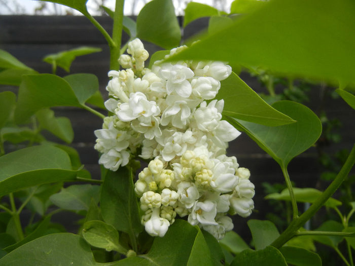 White Lilac Tree (2014, April 13) White Lilac Tree (2014, April 13)