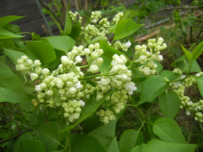 White Lilac Tree (2014, April 13) White Lilac Tree (2014, April 13)