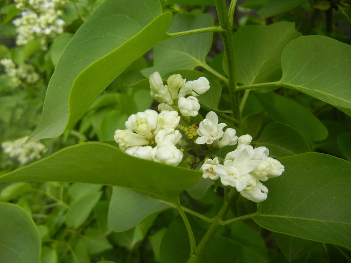 White Lilac Tree (2014, April 13)