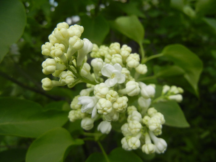 White Lilac Tree (2014, April 13)