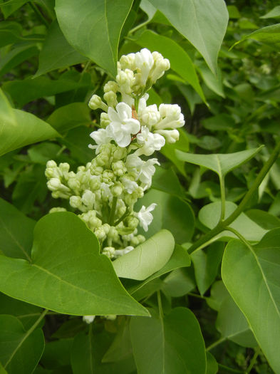 White Lilac Tree (2014, April 13)