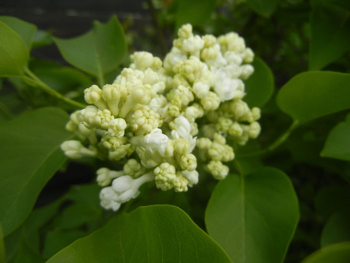 White Lilac Tree (2014, April 13) White Lilac Tree (2014, April 13)