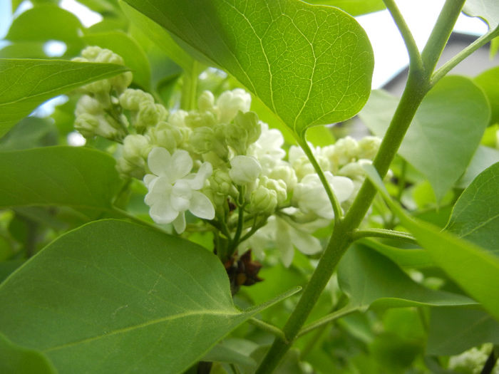 White Lilac Tree (2014, April 13) White Lilac Tree (2014, April 13)