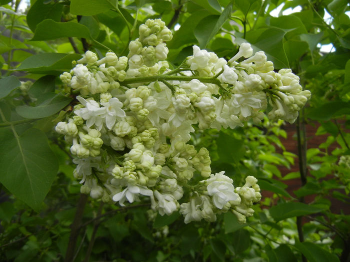 White Lilac Tree (2014, April 13) White Lilac Tree (2014, April 13)