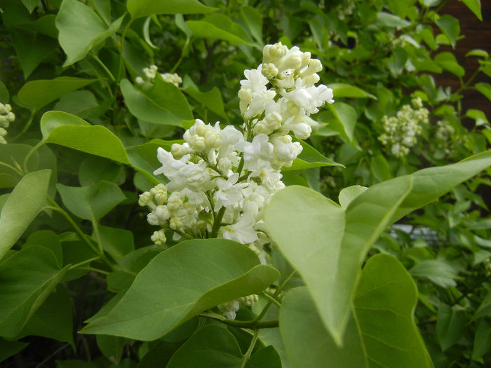 White Lilac Tree (2014, April 13) White Lilac Tree (2014, April 13)