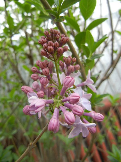 Syringa vulgaris_Lilac (2014, April 13) - Syringa vulgaris Lilac