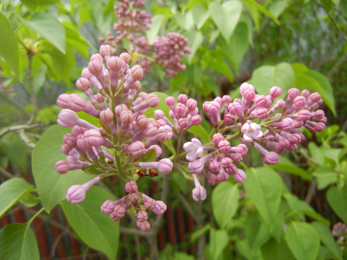 Syringa vulgaris_Lilac (2014, April 13) - Syringa vulgaris Lilac