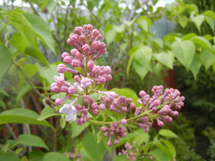 Syringa vulgaris_Lilac (2014, April 13) - Syringa vulgaris Lilac