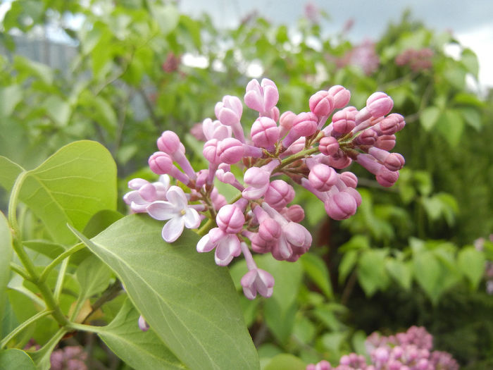 Syringa vulgaris_Lilac (2014, April 13) - Syringa vulgaris Lilac