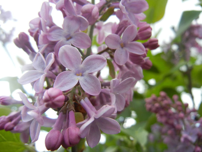 Syringa vulgaris_Lilac (2014, April 13) - Syringa vulgaris Lilac
