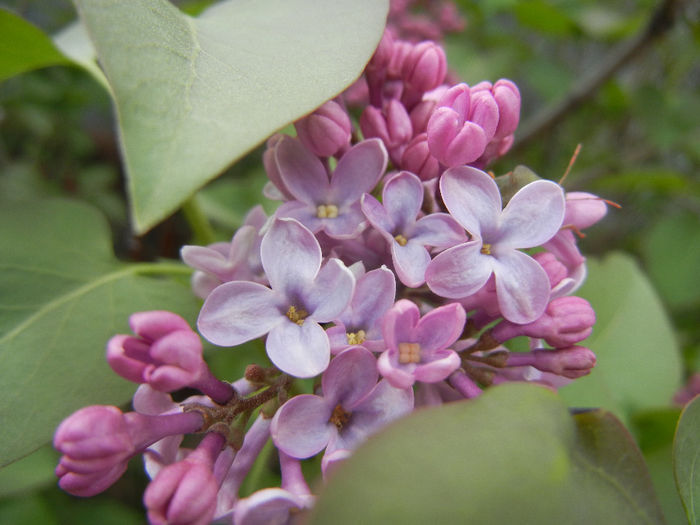 Syringa vulgaris_Lilac (2014, April 13) - Syringa vulgaris Lilac