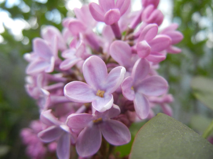 Syringa vulgaris_Lilac (2014, April 13) - Syringa vulgaris Lilac