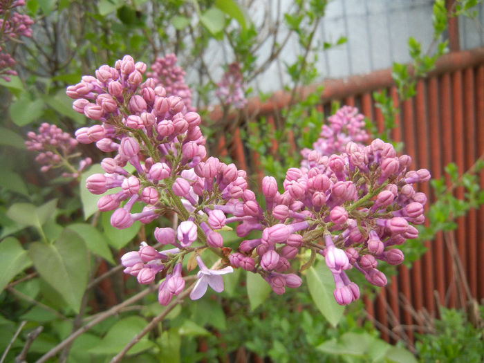 Syringa vulgaris_Lilac (2014, April 13) - Syringa vulgaris Lilac