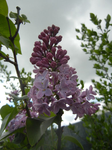 Syringa vulgaris_Lilac (2014, April 13) - Syringa vulgaris Lilac