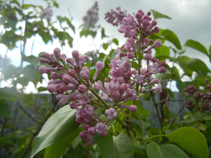 Syringa vulgaris_Lilac (2014, April 13) - Syringa vulgaris Lilac