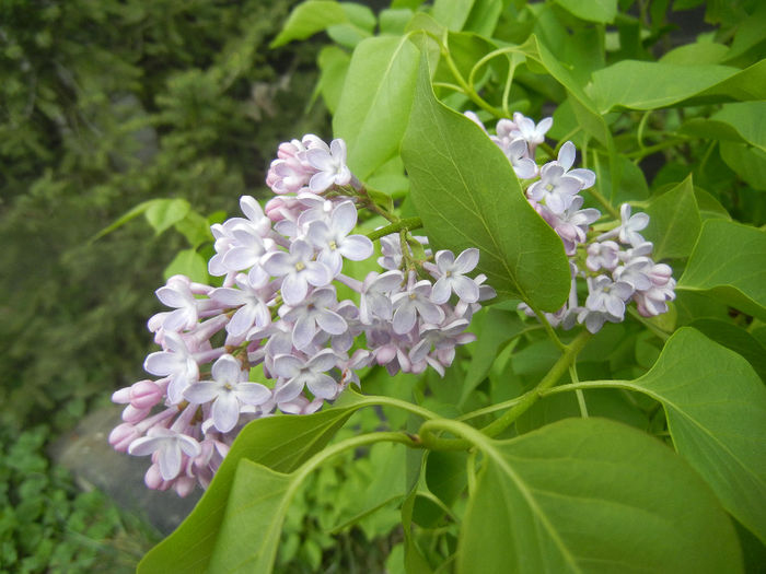 Syringa vulgaris_Lilac (2014, April 13) - Syringa vulgaris Lilac