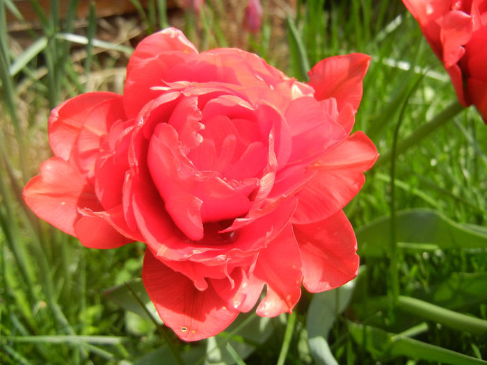 Tulipa Red (2014, April 13)