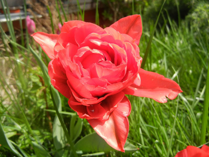 Tulipa Red (2014, April 13)