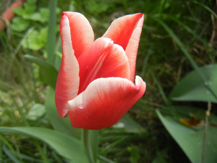 Tulipa Leen van der Mark (2014, April 13) - Tulipa Leen van der Mark