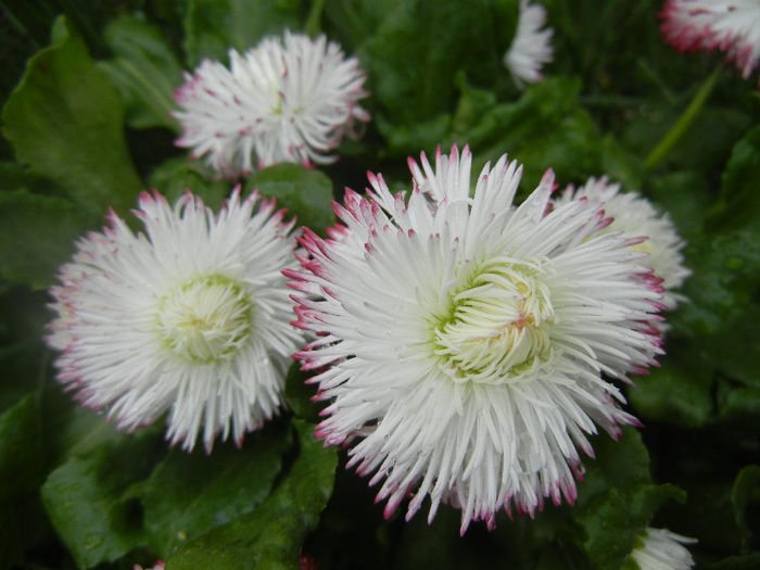 Bellis perennis Habanera (2014, April 01)