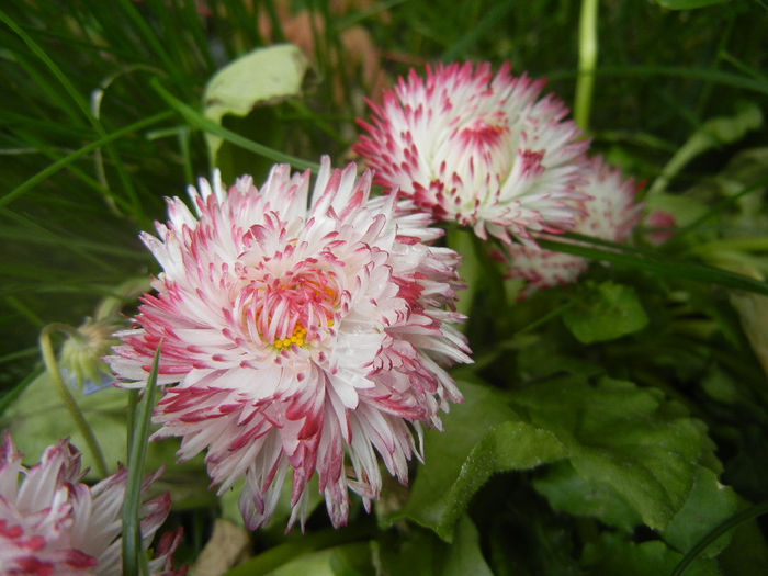 Bellis perennis Habanera (2014, April 13) - BELLIS Perennis Habanera