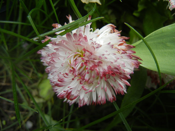 Bellis perennis Habanera (2014, April 13)