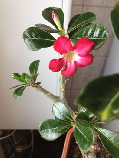 image - Adenium-trandafirul desertului