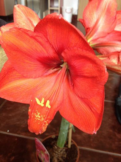 image - amaryllis