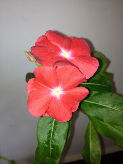 image - vinca rosea-trandafir de Madagascar-nu mai am