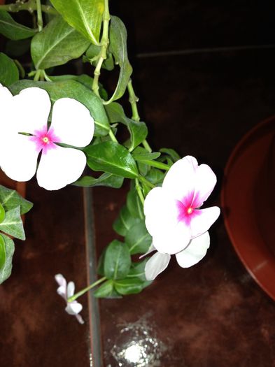 image - vinca rosea-trandafir de Madagascar-nu mai am