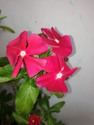 image - vinca rosea-trandafir de Madagascar-nu mai am