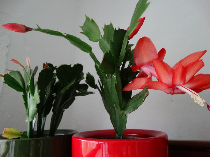 DSC00345 - Schlumbergera russelliana