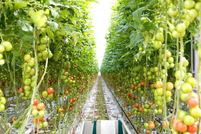 Tomate crescute artificial