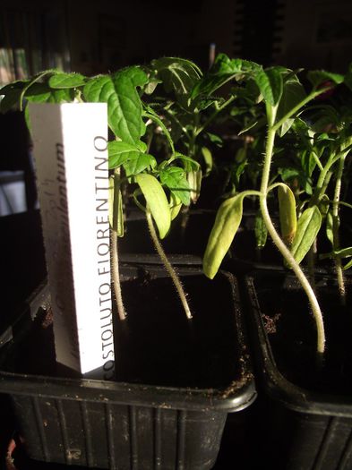 Costeluto Fiorentino