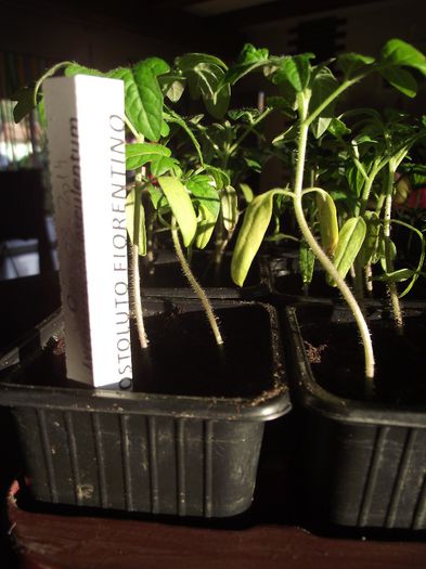 Costeluto Fiorentino 2