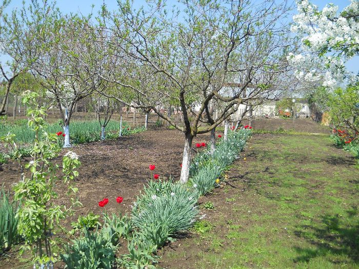 Copy (2) of Picture 044 - GRADINA 2014