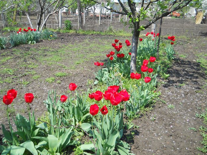 Copy (2) of Picture 047 - GRADINA 2014