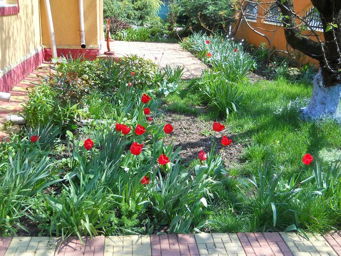 Copy of Copy of Picture 037 - GRADINA 2014