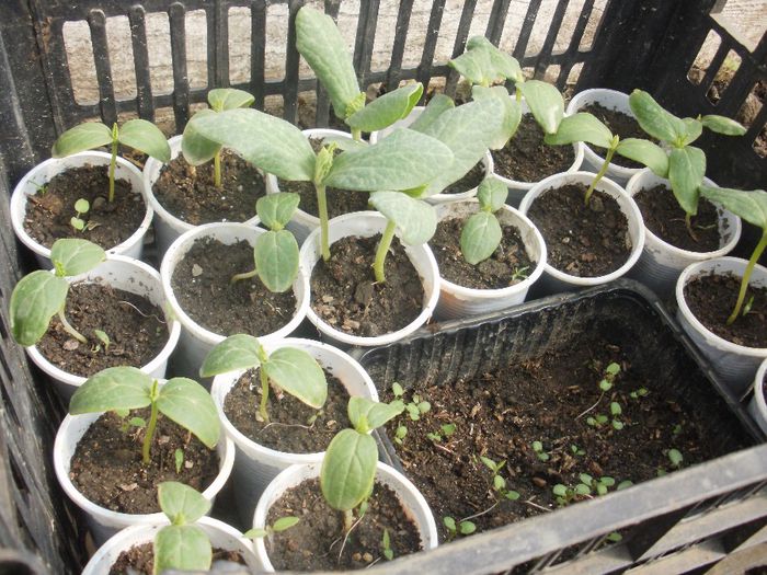 castraveti si dovleci (1)